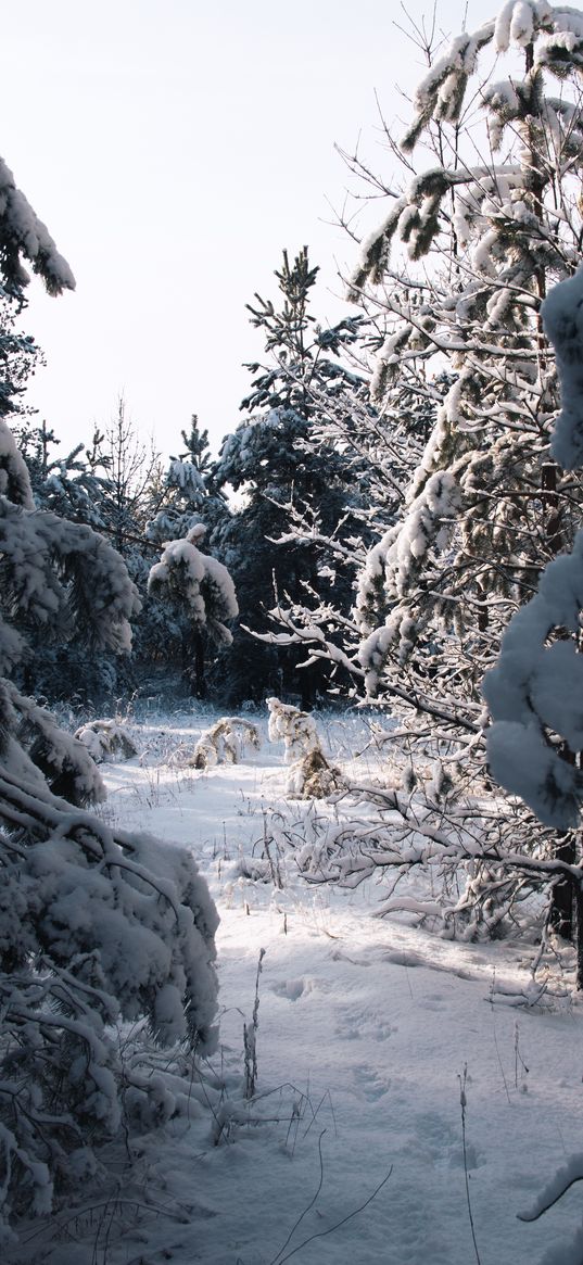 spruce, trees, snow, winter, snowy, nature