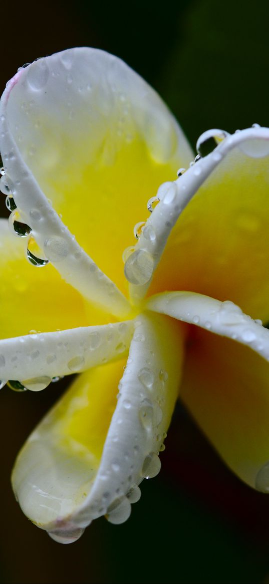 plumeria, flower, white, yellow, macro, plant