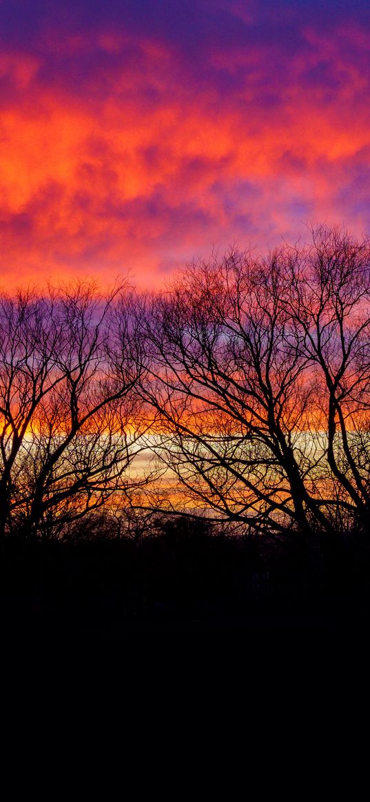 trees, silhouettes, sunset, dusk, dark, sky