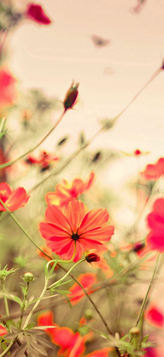 flowers, small, many, meadow, red