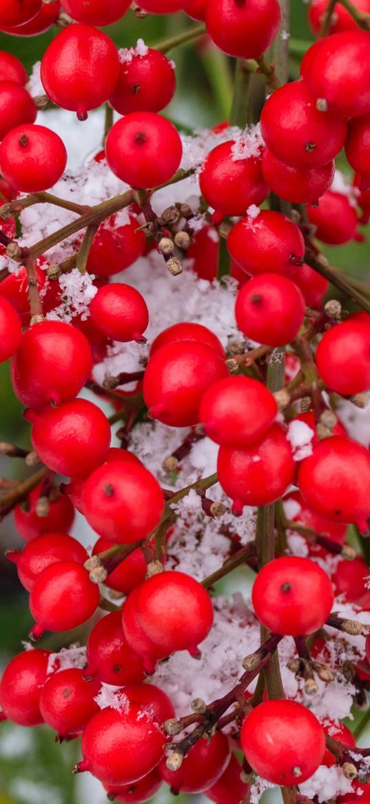 berries, bunch, snow, macro, red