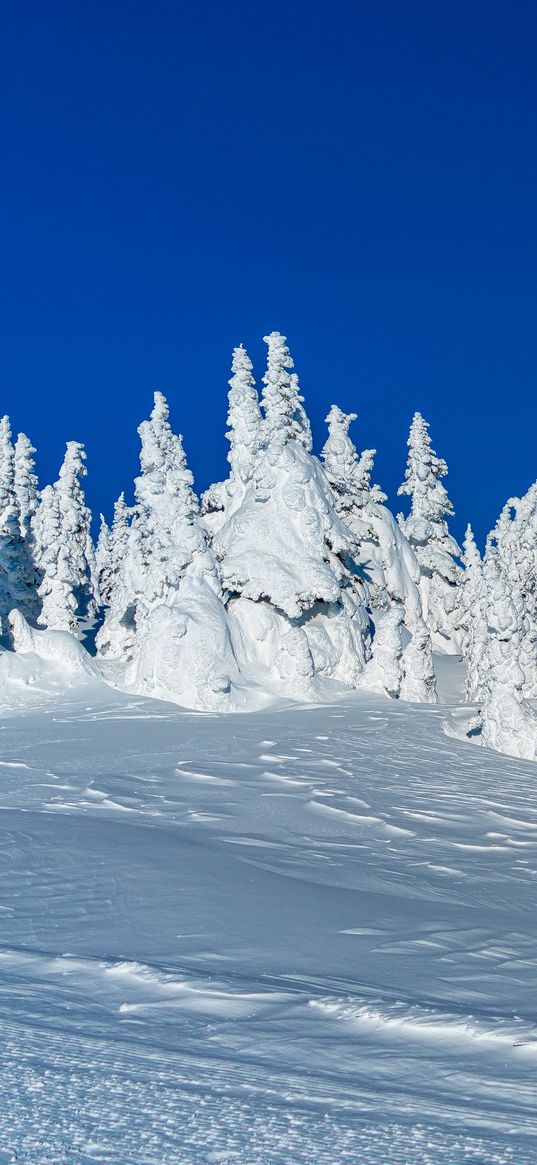 snow, trees, winter, snowy, landscape