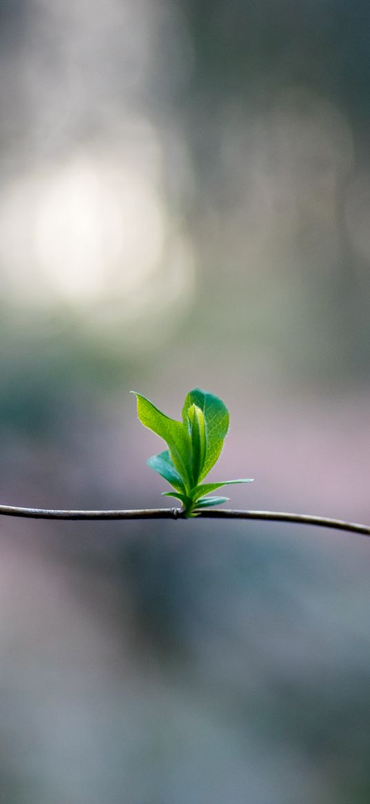 sprout, leaves, branch, macro