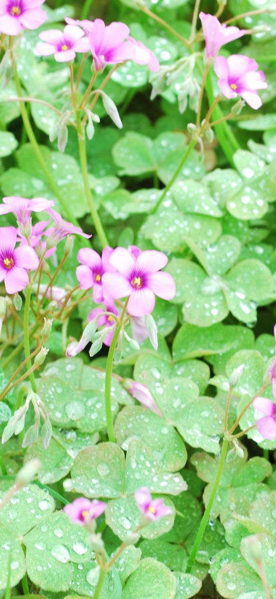 flowers, lawn, green, drops, dew