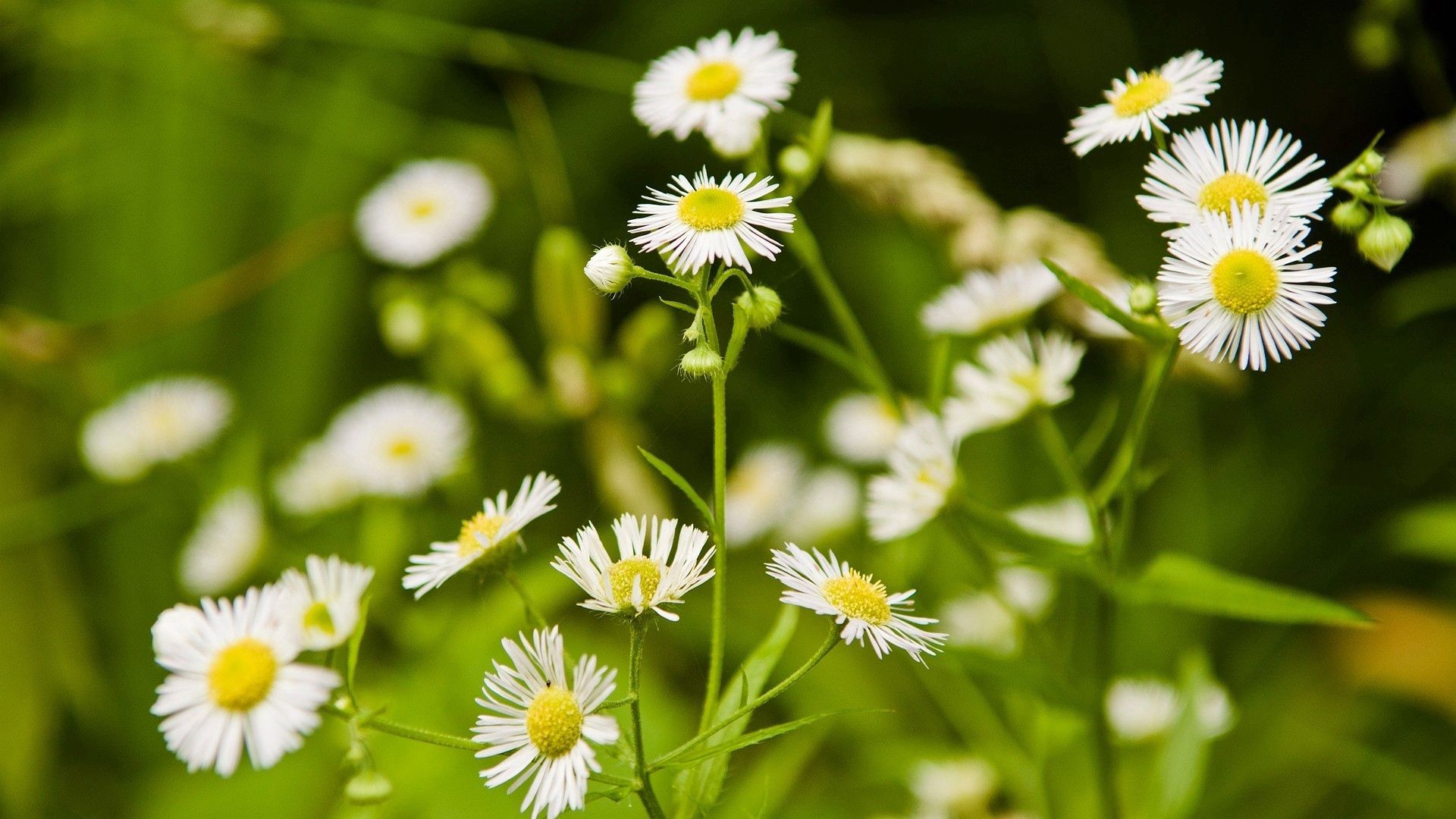 daisies, flowers, herbs, meadow, motion blur