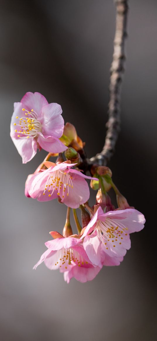 sakura, flowers, branch, macro, pink