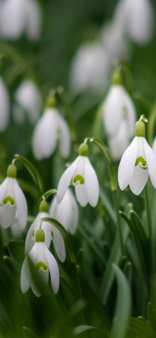 snowdrop, flowers, plant, macro, white