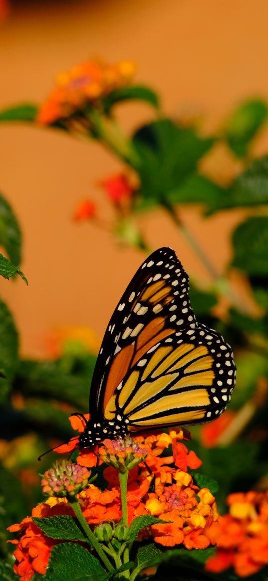 butterfly, flowers, insect, brown, macro