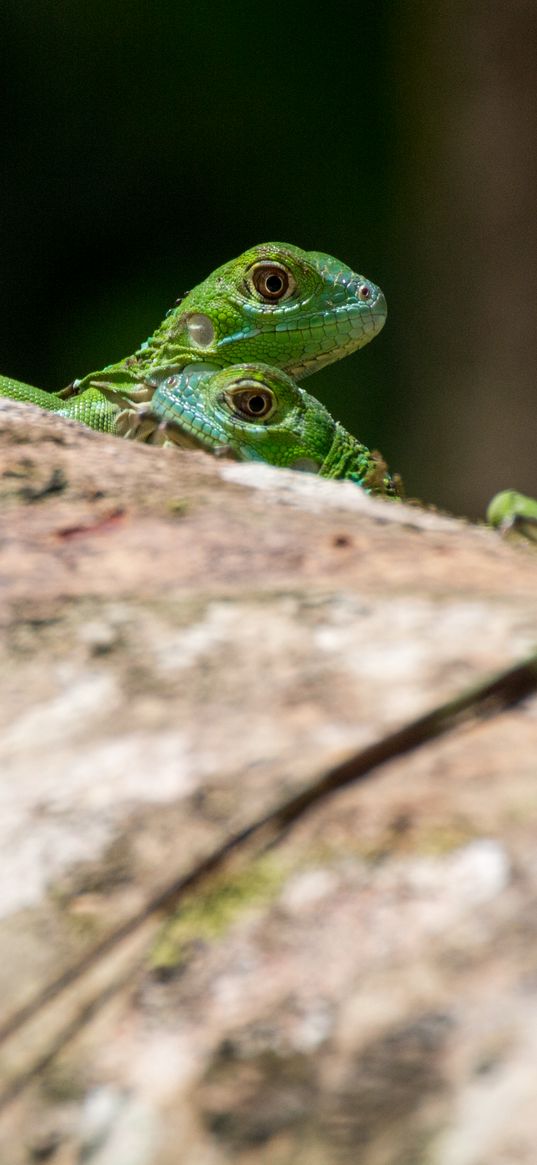 lizards, reptiles, green