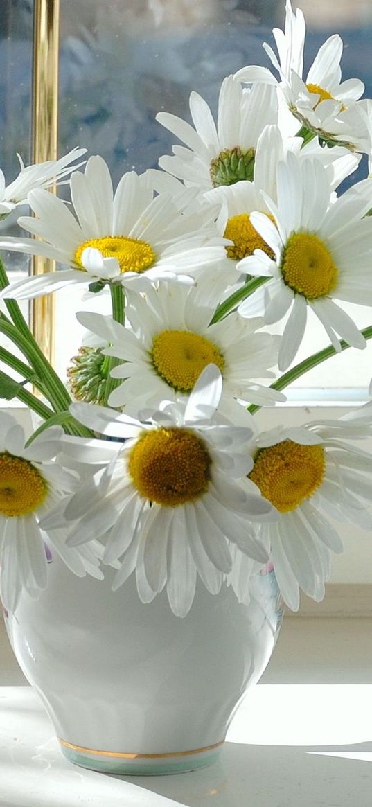 chamomile, flowers, window sill, vase, curtain