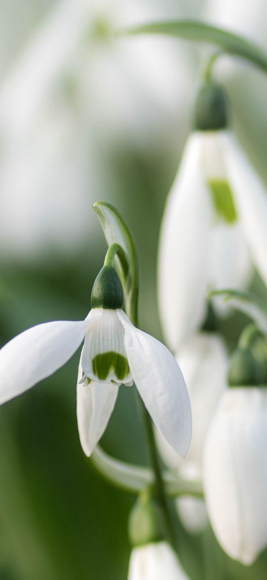 snowdrops, flowers, white, macro