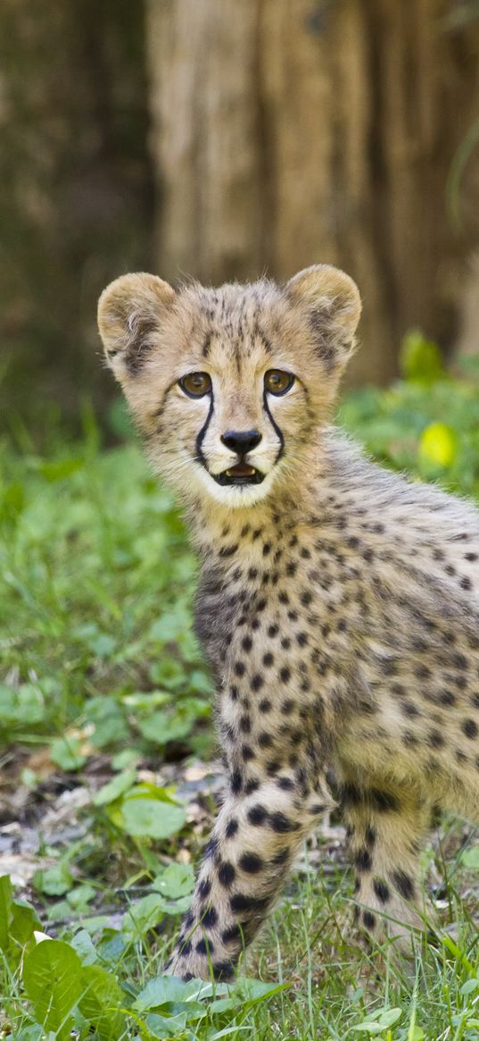 cheetah, cub, animal, predator, big cat, wildlife