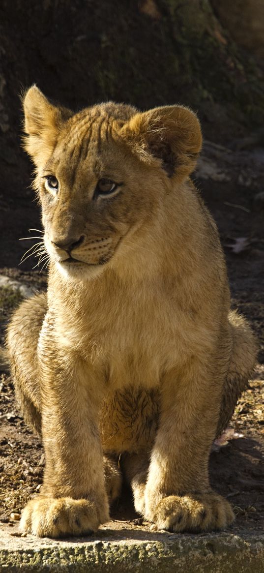 lion cub, lion, animal, predator, wildlife