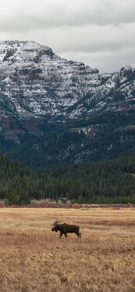 moose, animal, mountains, trees, wildlife