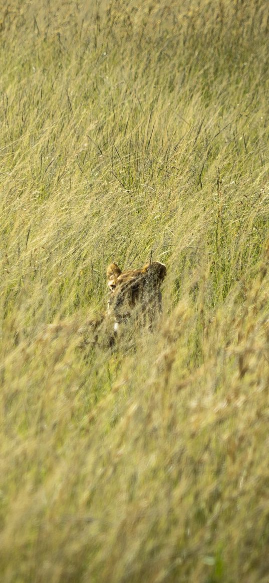 lion, predator, grass, thickets, wildlife