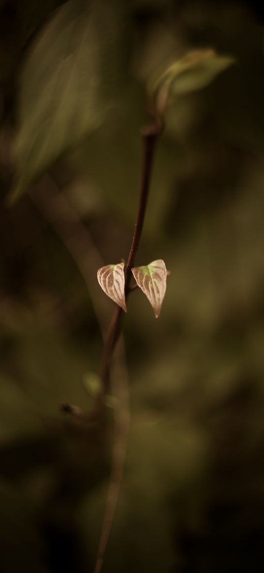 leaves, sprout, branch, macro