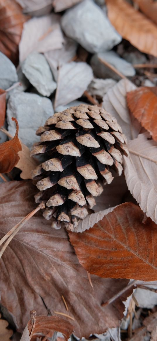 pine cone, leaves, needles, macro