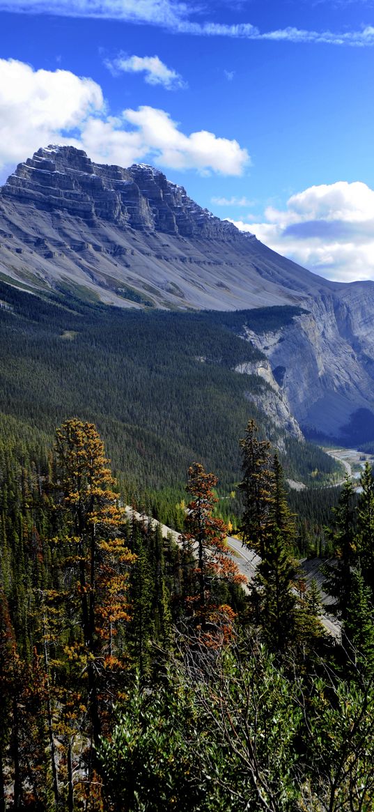 mountain, trees, pines, nature, landscape