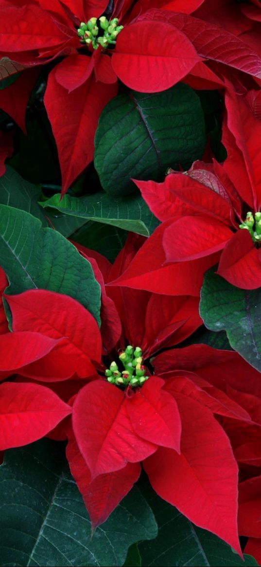 poinsettia, flowers, herbs, leaves, red, close-up