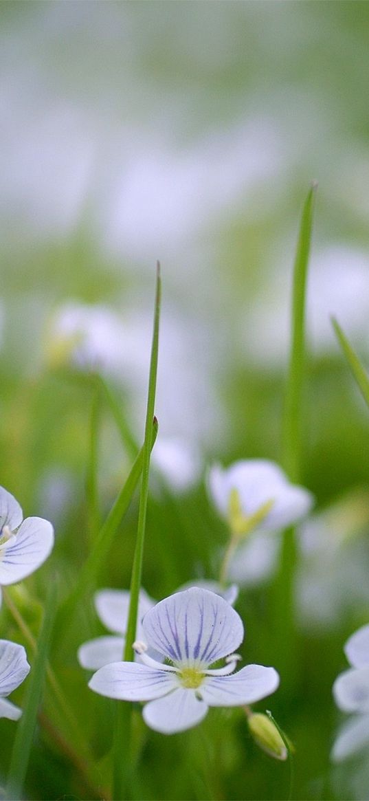 flowers, fields, green, small, summer