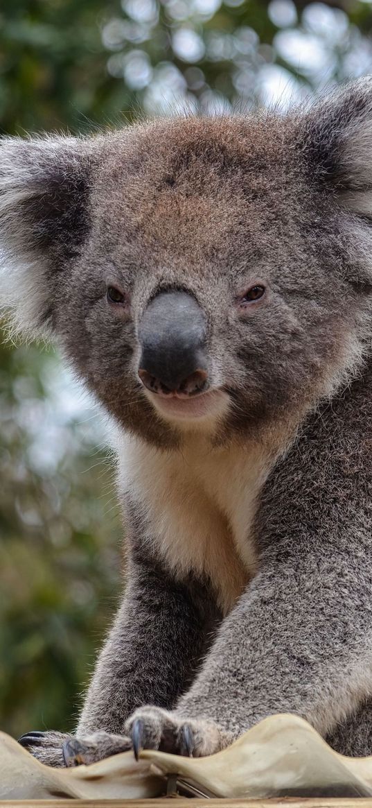 koala, animal, gray, furry, wildlife