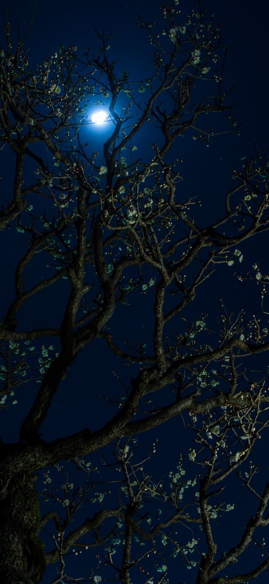 moon, cherry, flowers, tree, night, dark