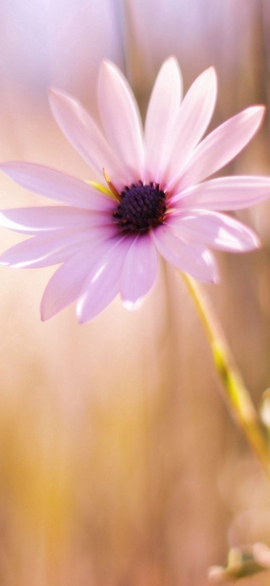 flower, meadow, blurred, close-up