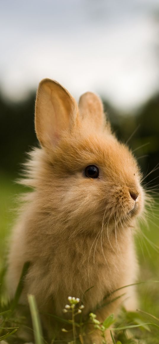 rabbit, animal, fluffy, cub, greens