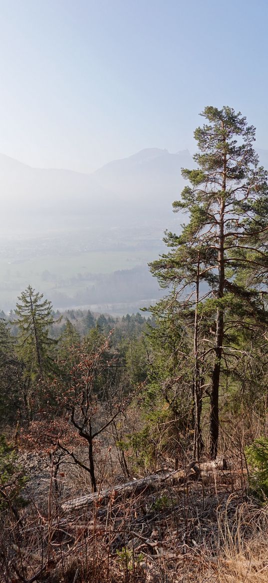 trees, pines, fog, mountains, nature