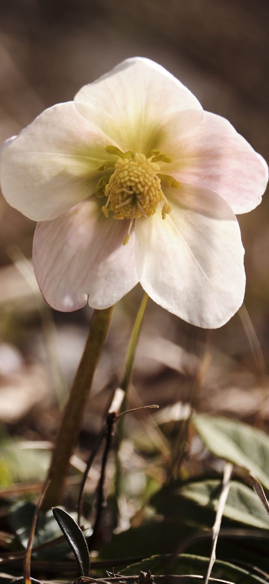 hellebore, flower, macro, white