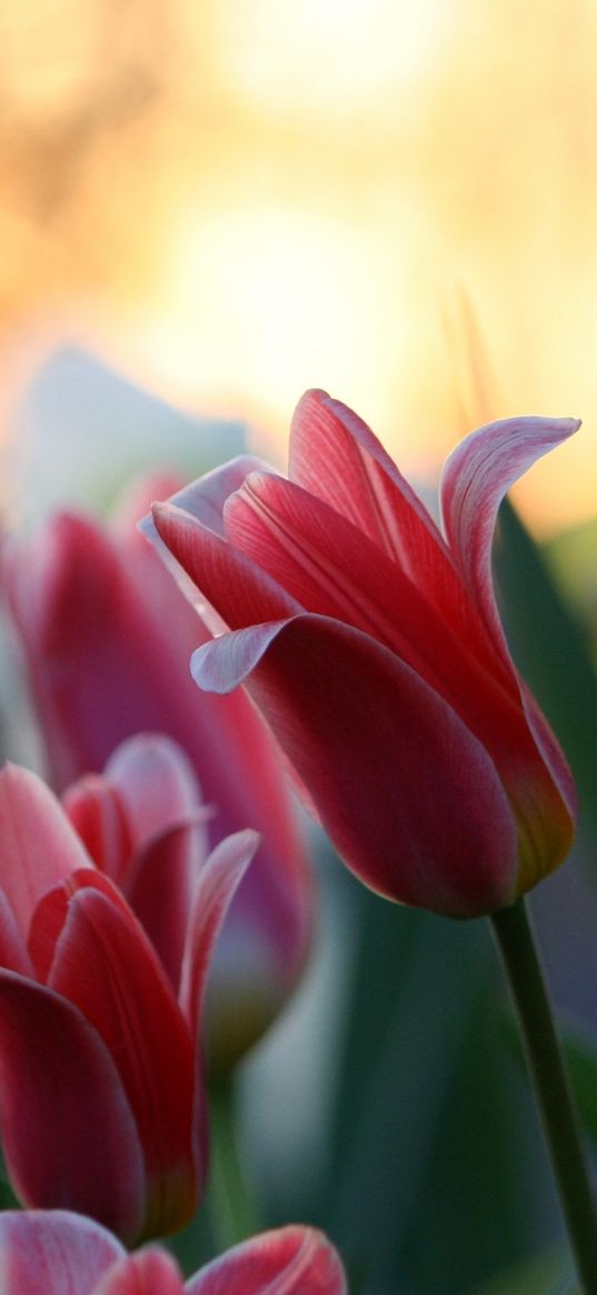 tulips, daffodils, flower, close-up, green, highlight