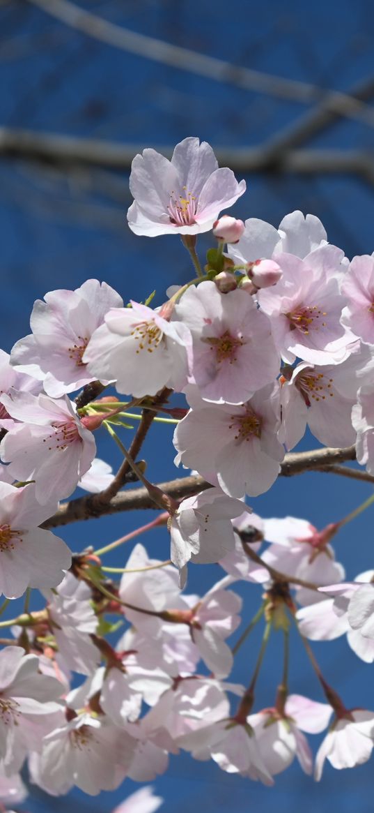 sakura, flowers, petals, branch, spring