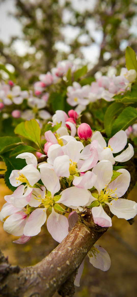 apple tree, flowers, petals, branches, leaves, spring