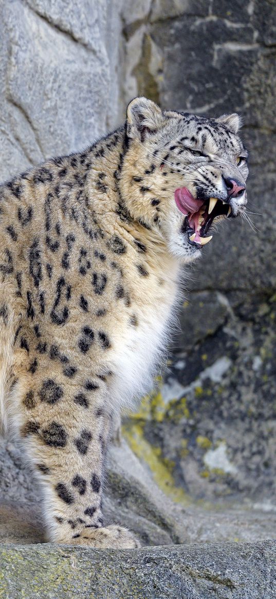 snow leopard, irbis, predator, tongue protruding, wildlife