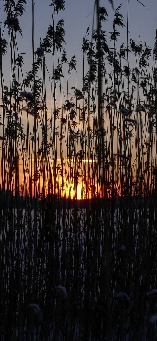 reeds, plant, water, sunset, dark