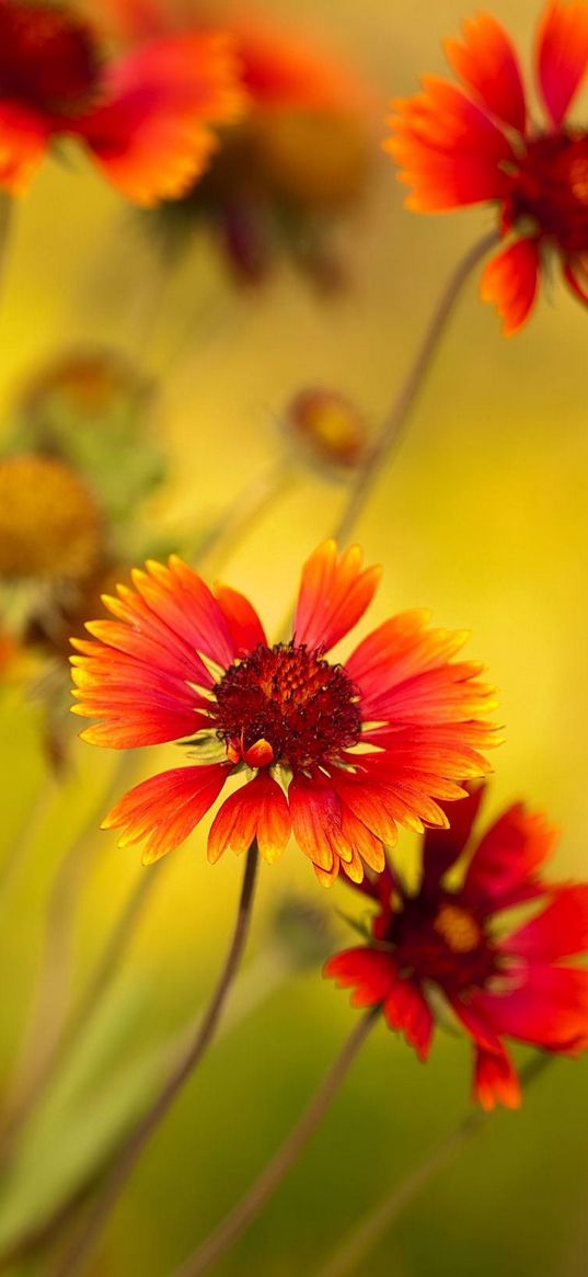 flowers, red, close-up, blurred