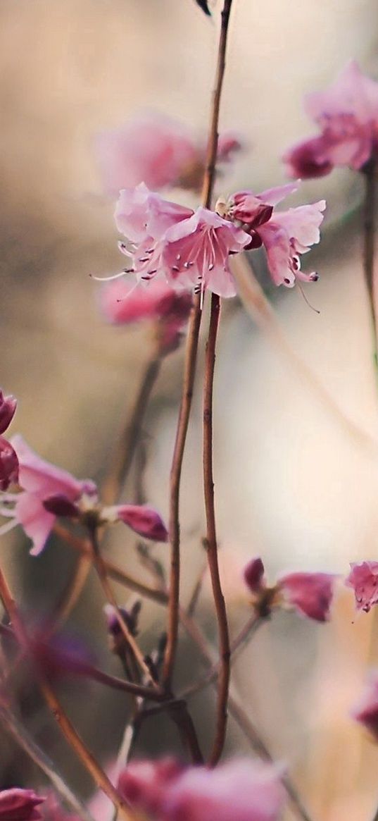 blossoms, twigs, buds, spring