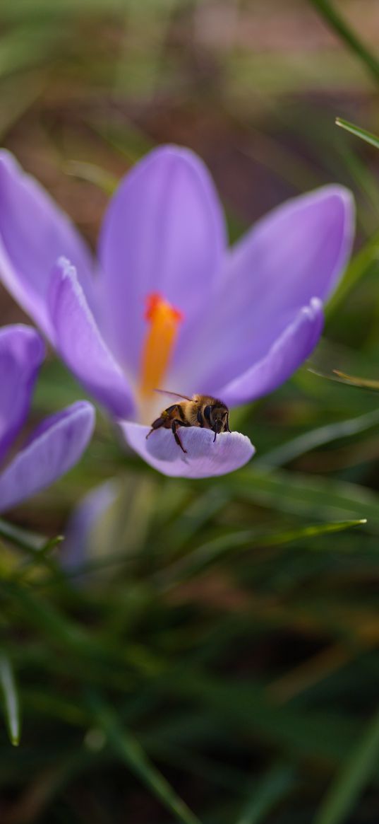 crocuses, flowers, bee, insect, spring, macro