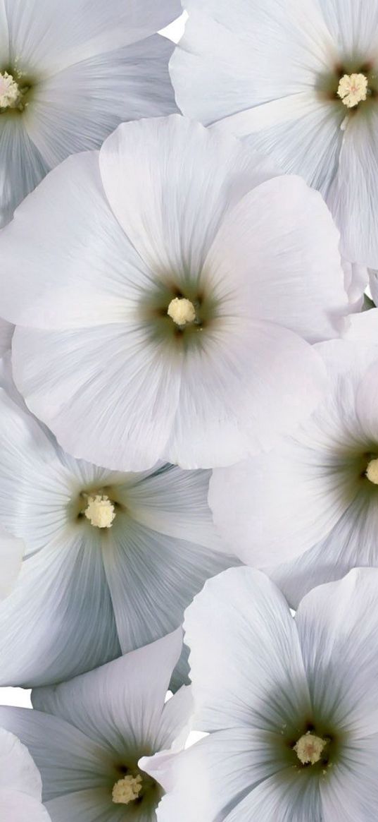 flowers, pollen, small, white, many