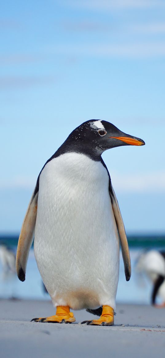 gentoo penguin, penguin, bird, wildlife