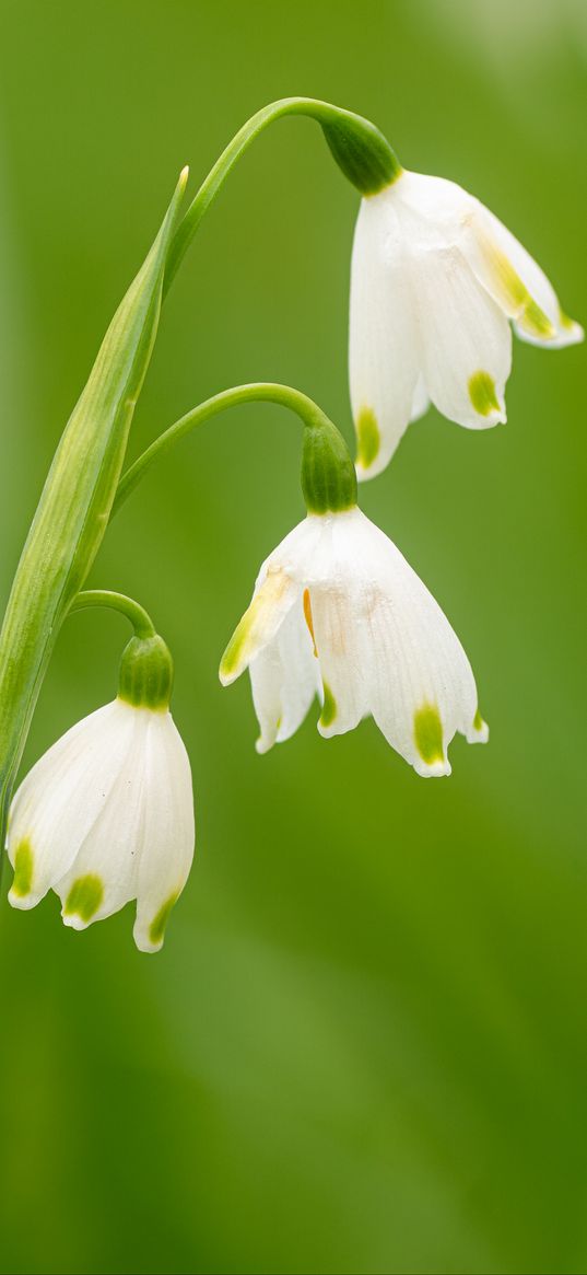 snowdrops, flowers, spring, plant, macro