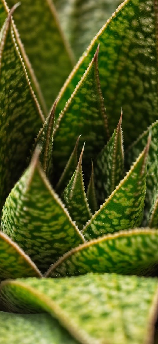 succulent, plant, leaves, macro, green