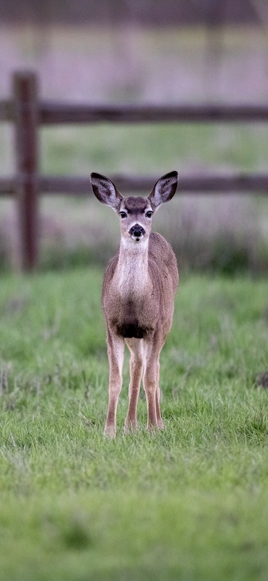 fawn, cub, animal, grass, wildlife