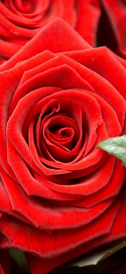 roses, buds, close-up, red