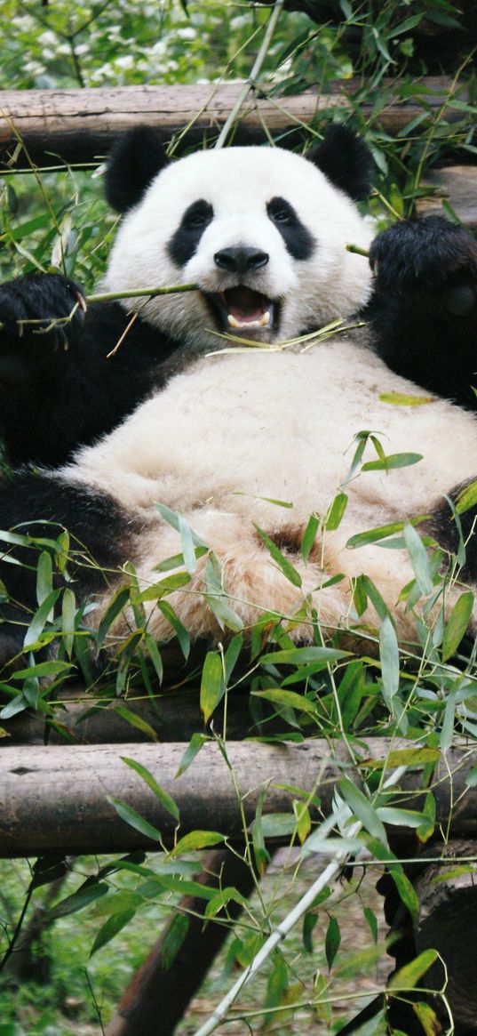 panda, animal, bamboo, bear, branches, leaves