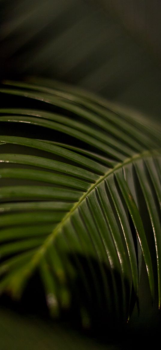 palm leaf, leaf, macro, green, tropical