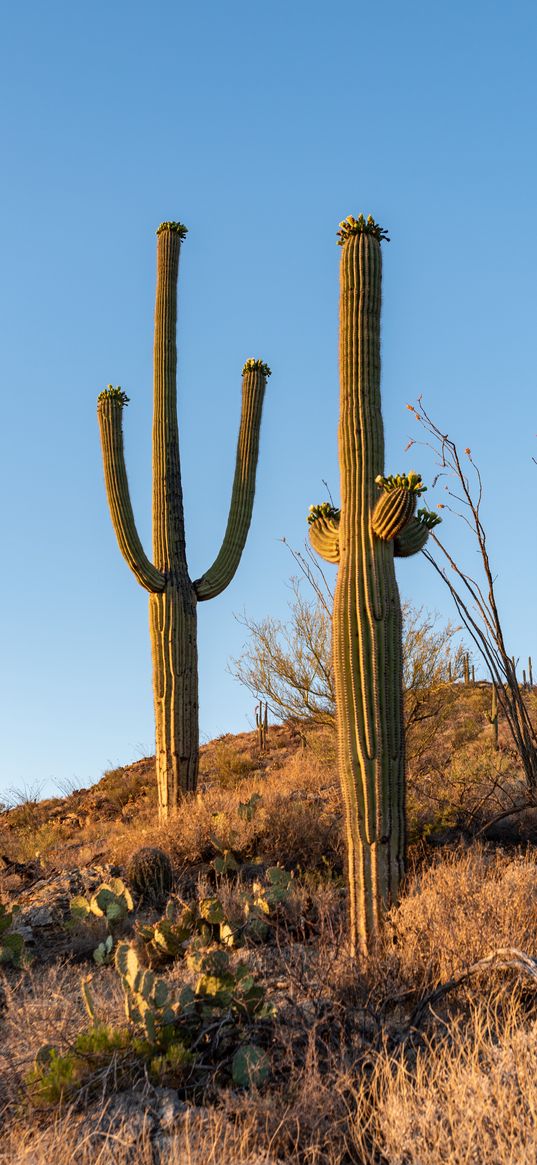 cacti, plants, grass, nature