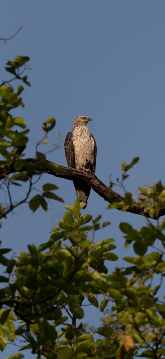 buzzard, bird, tree, branches, leaves