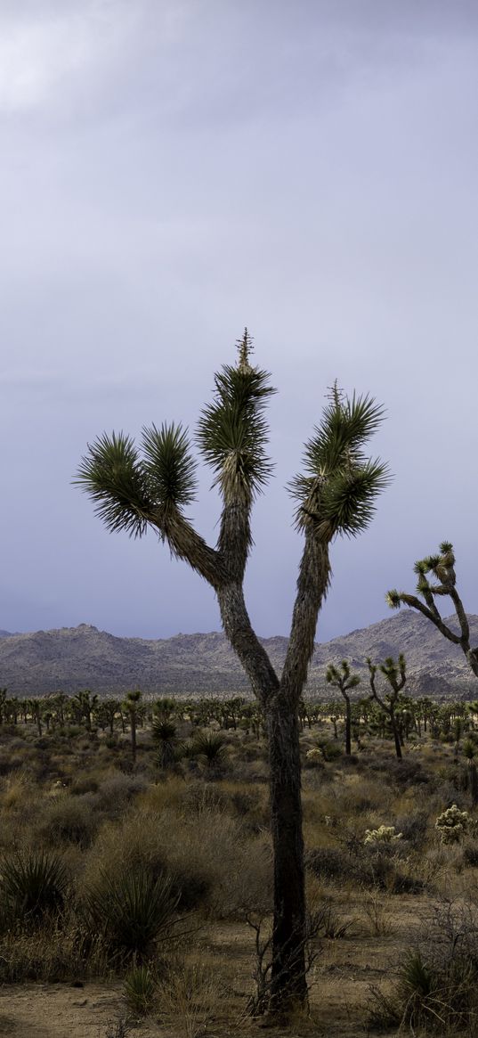 cacti, plants, mountains, nature