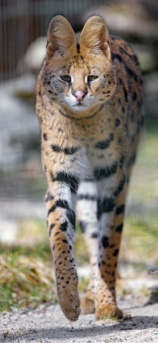 serval, predator, animal, glance, big cat